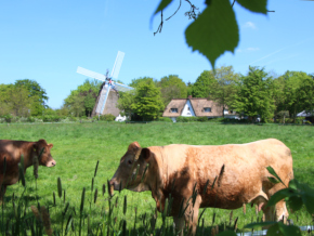 Kühe auf der Weide vor der Struckumer Mühle