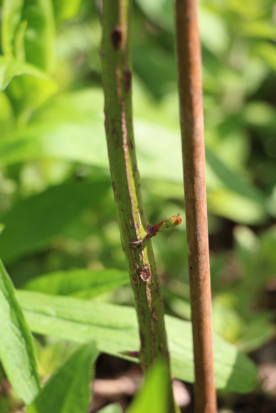 neue Triebe an der Rose