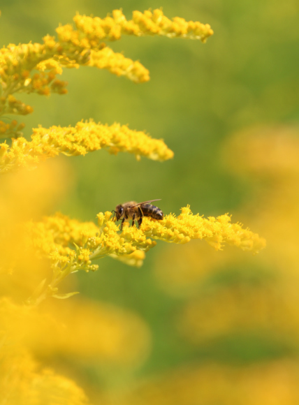 Biene auf Goldrute