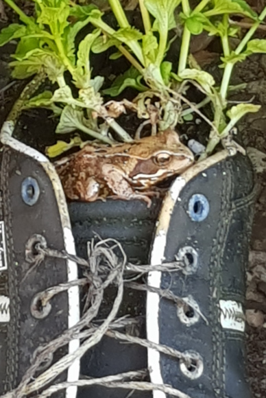 Frosch im Schuh