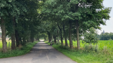 Allee Wischweg in Hattstedt