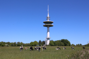 Kuhweide vor dem Sendemast